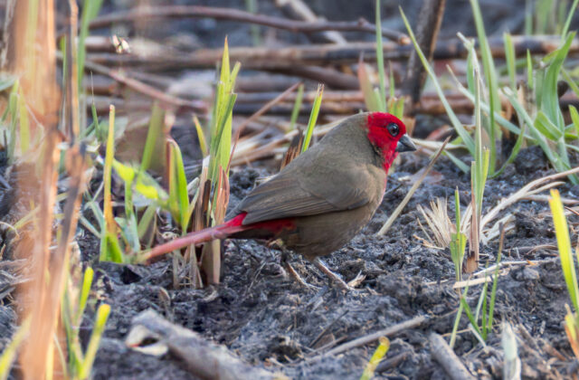 Lesser Seedcracker