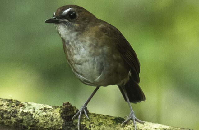 Lesser Shortwing