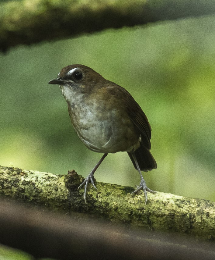 Lesser Shortwing