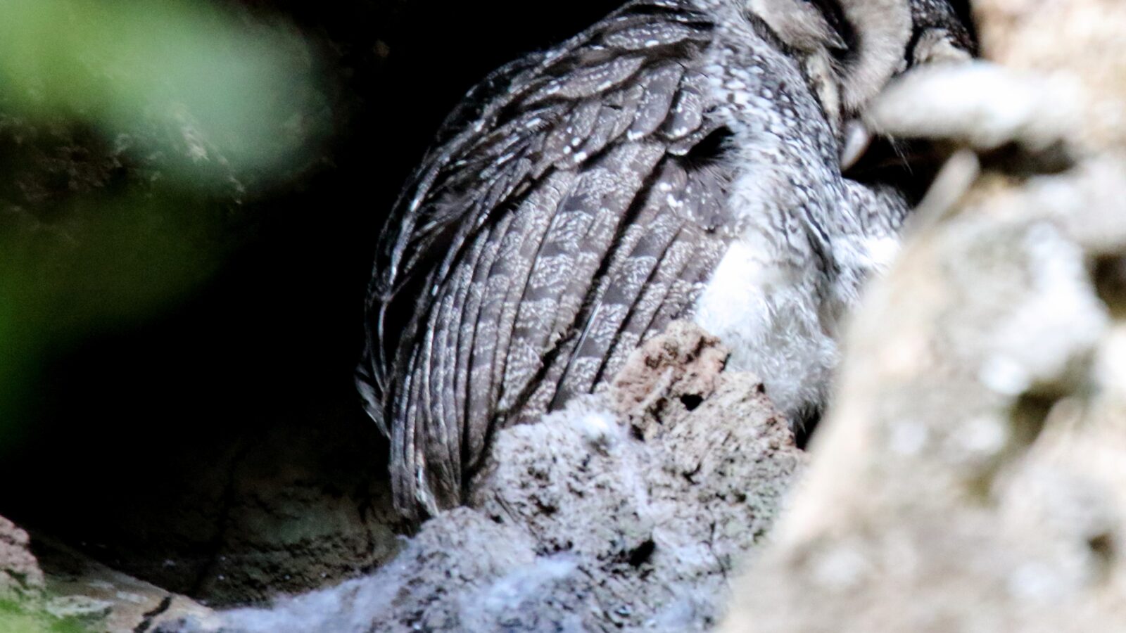 Lesser Sooty Owl