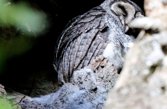 Lesser Sooty Owl