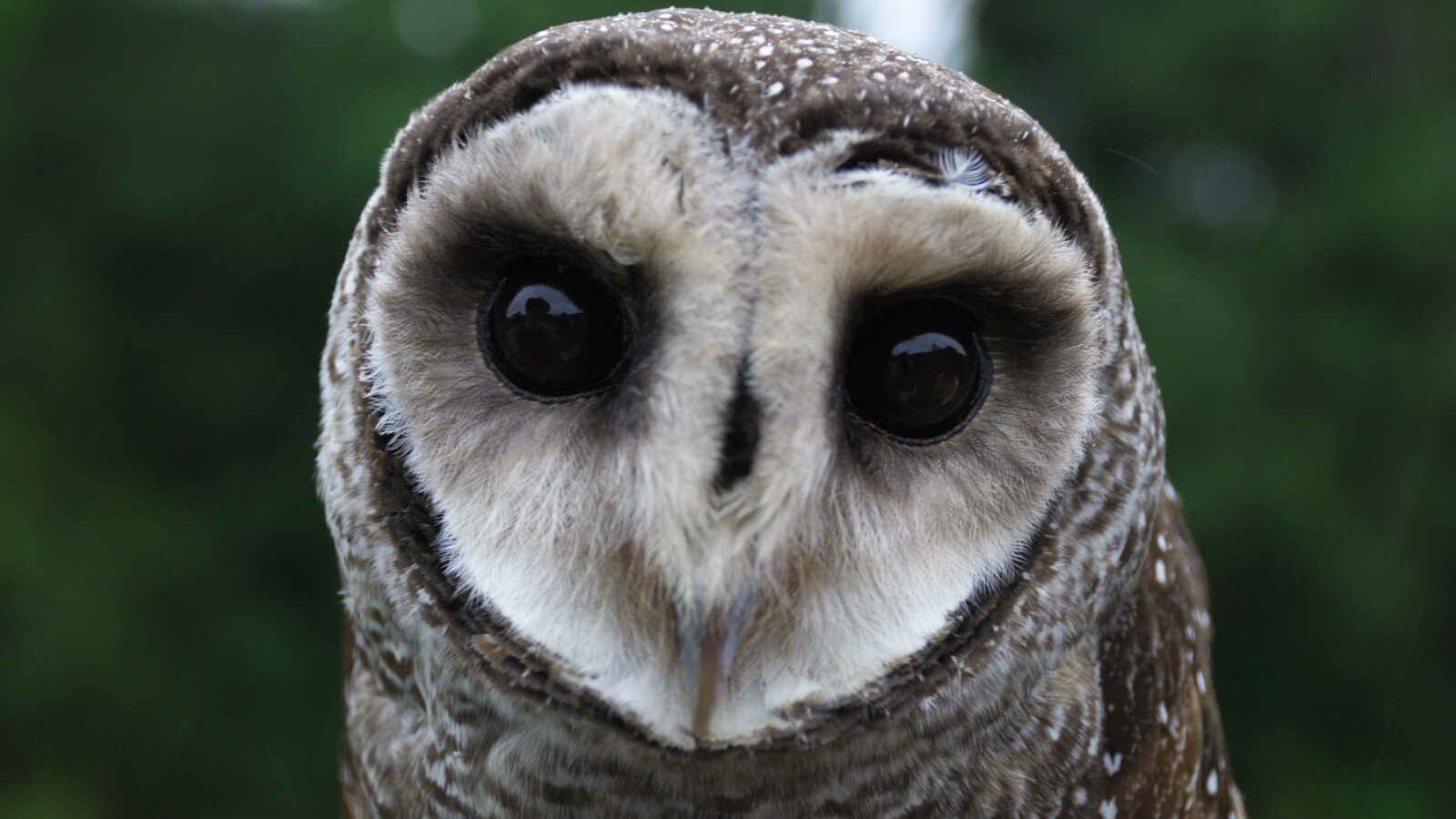 Greater Sooty Owl
