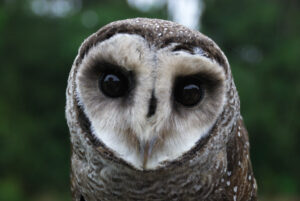 Greater Sooty Owl