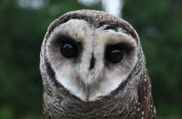 Greater Sooty Owl