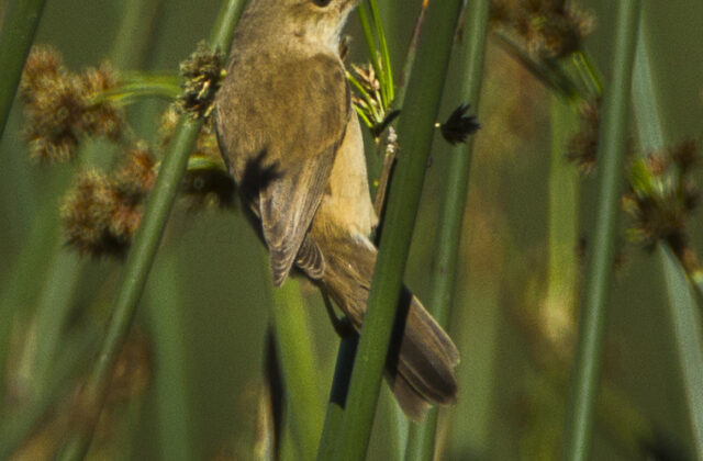 Lesser Swamp Warbler