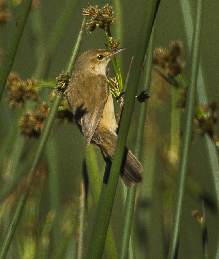 Lesser Swamp Warbler