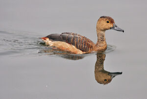 Lesser Whistling Duck