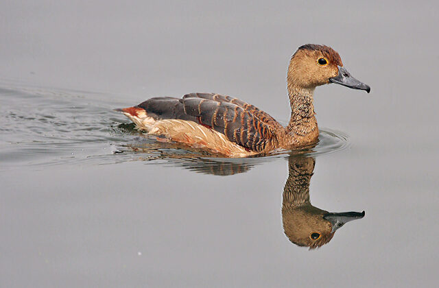 Lesser Whistling Duck