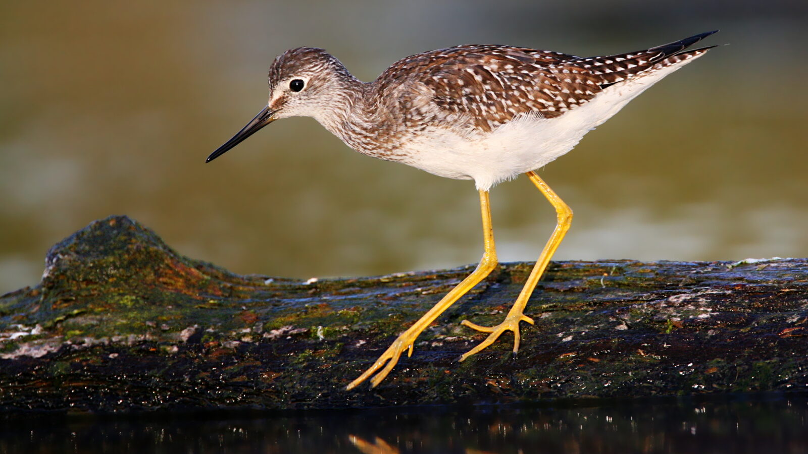 Lesser Yellowlegs