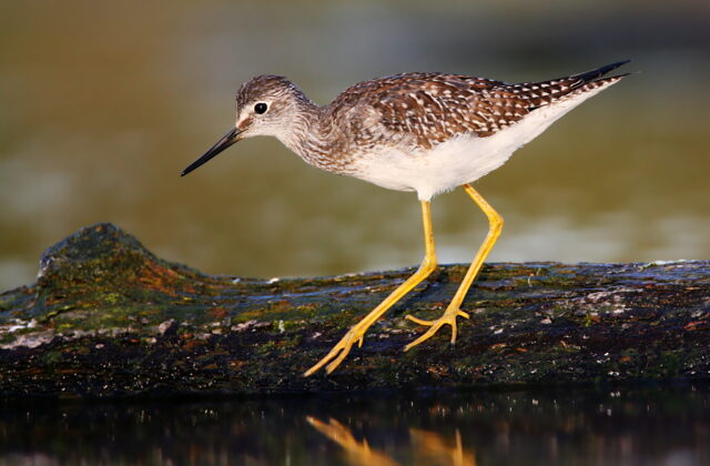 Lesser Yellowlegs