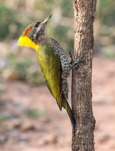 Lesser Yellownape