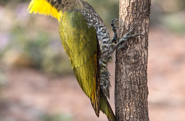 Lesser Yellownape
