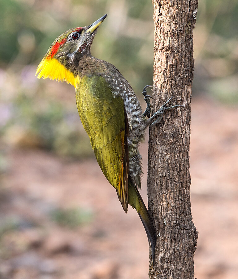 Lesser Yellownape
