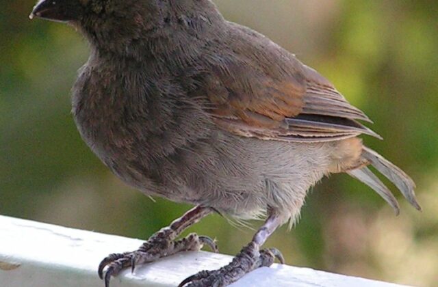 Barbados Bullfinch