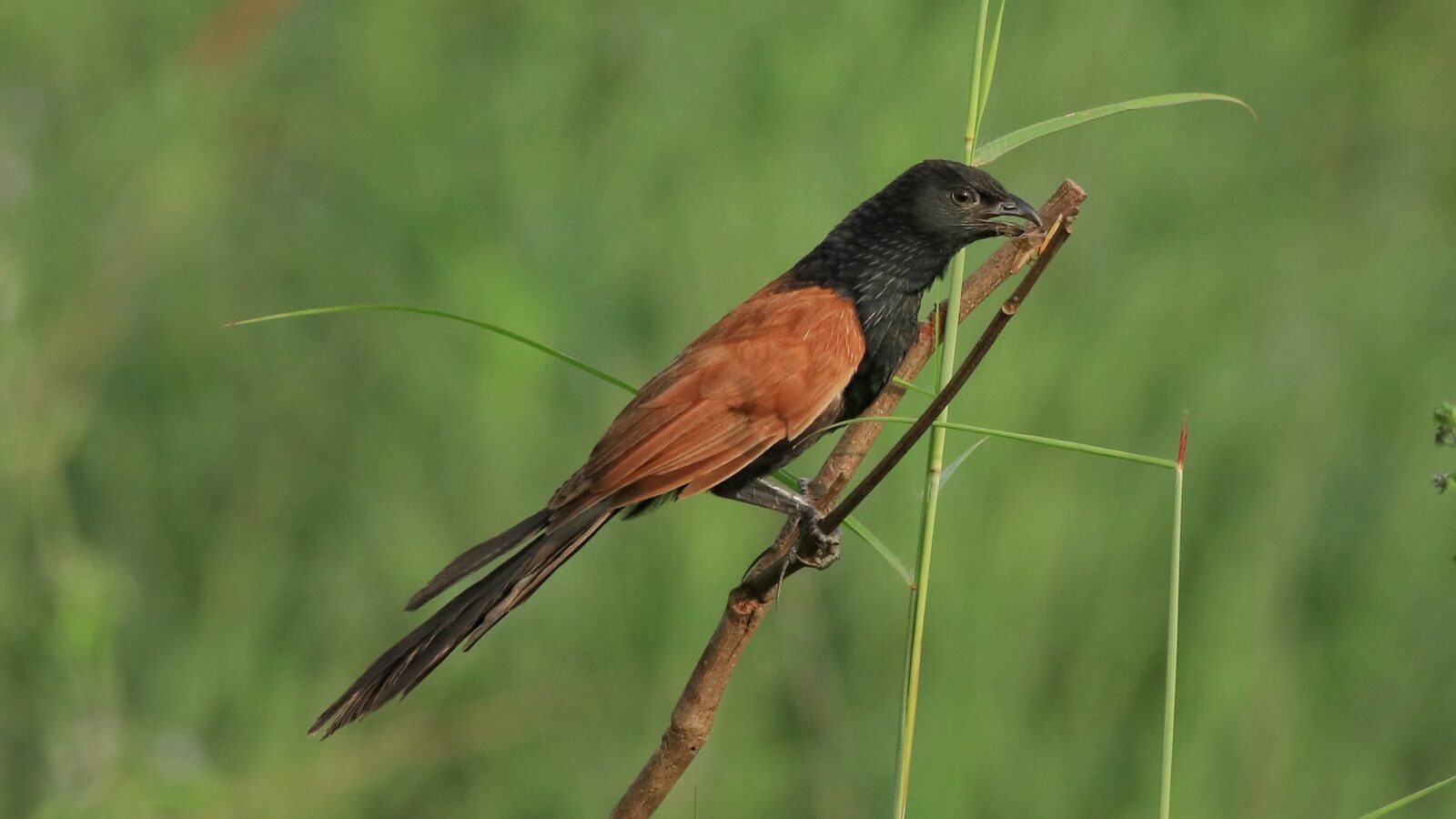 Lesser Coucal