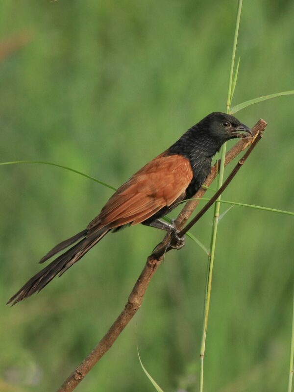 Lesser Coucal