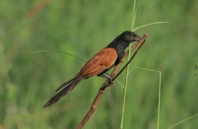 Lesser Coucal