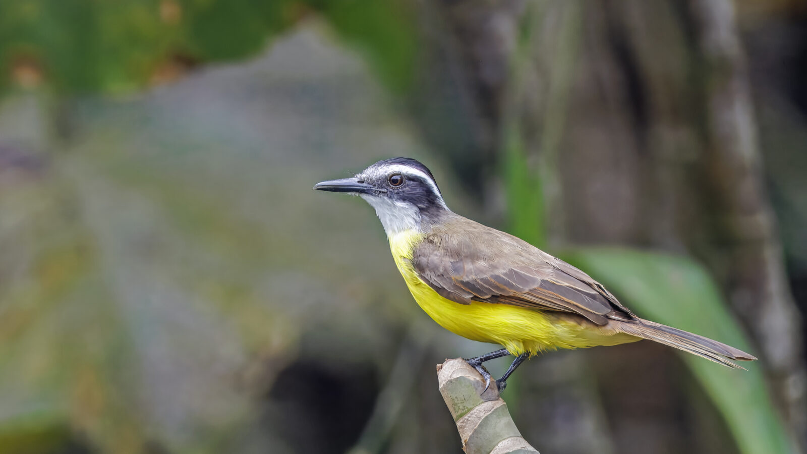 Lesser Kiskadee