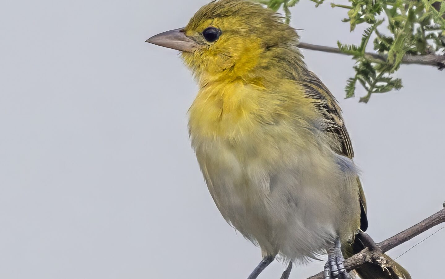 Lesser Masked Weaver