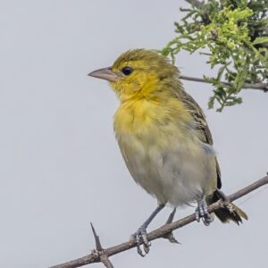 Lesser Masked Weaver