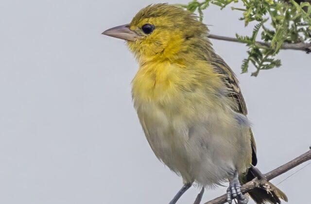 Lesser Masked Weaver