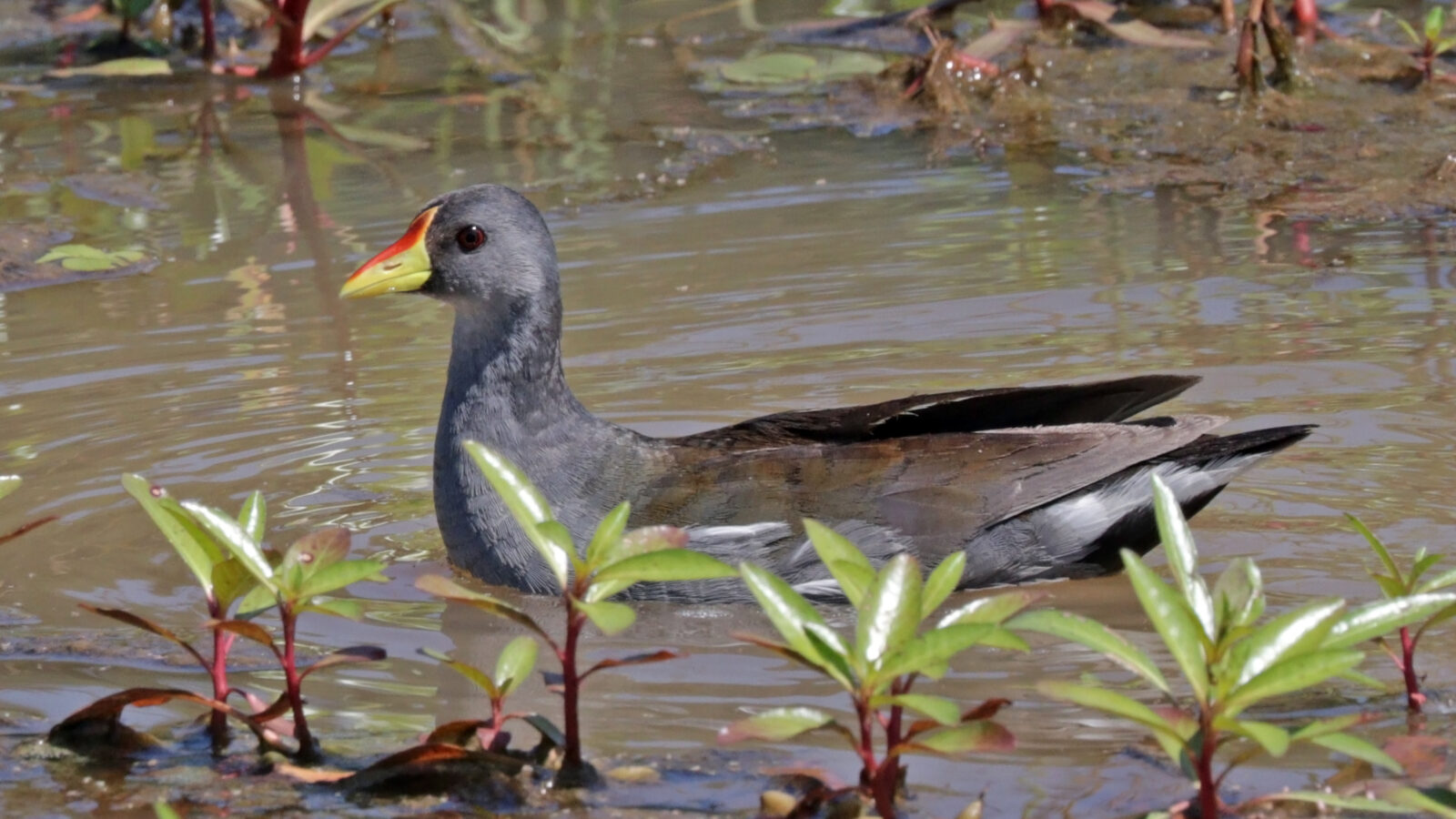 Lesser Moorhen