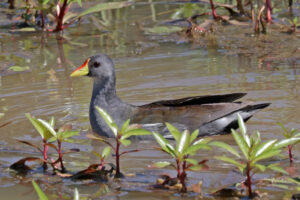 Lesser Moorhen