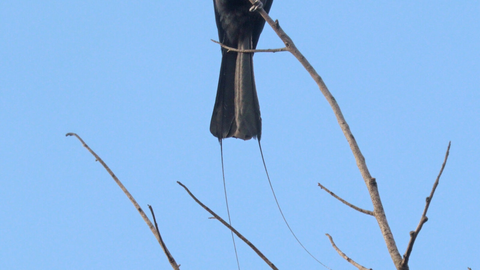 Lesser Racket-tailed Drongo
