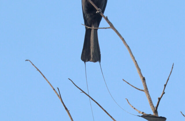 Lesser Racket-tailed Drongo
