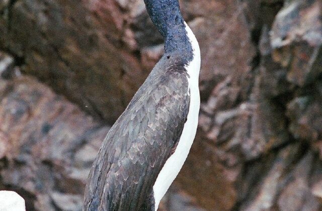 Guanay Cormorant