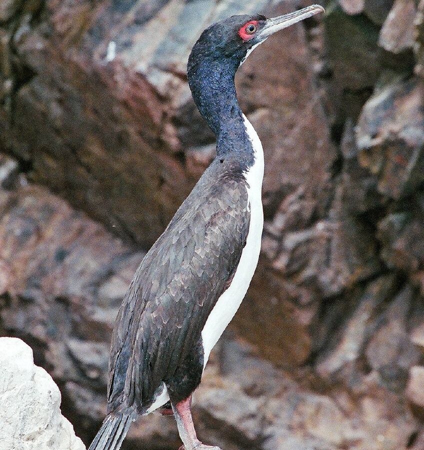 Guanay Cormorant