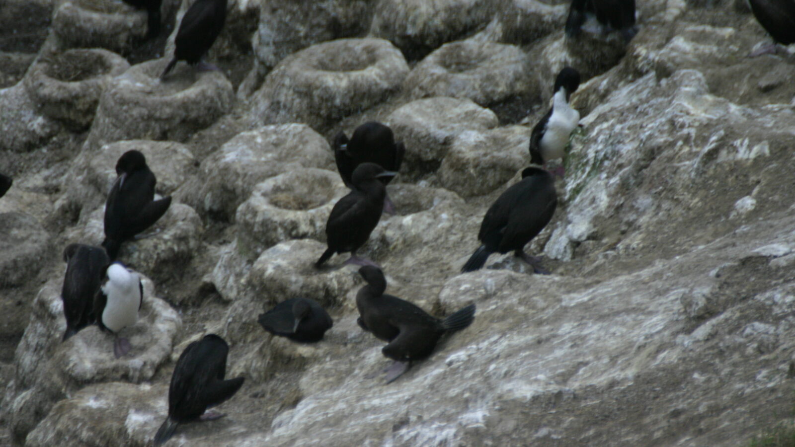 Stewart Island Shag