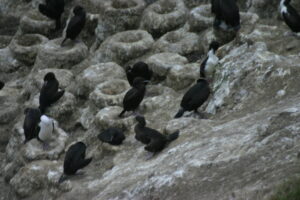 Stewart Island Shag