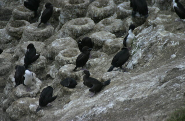 Stewart Island Shag