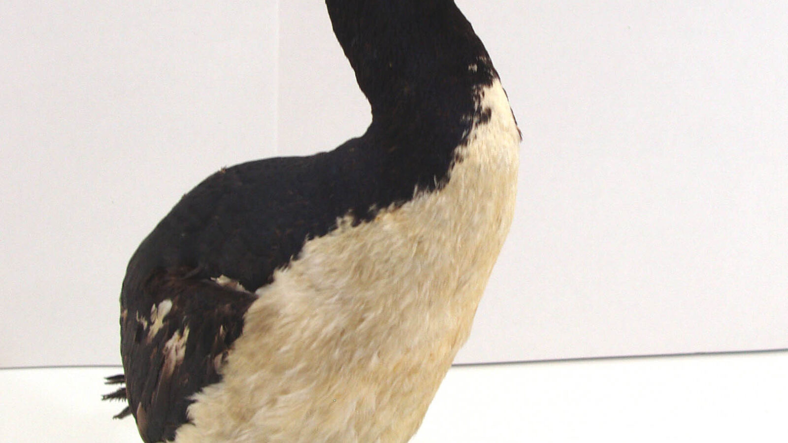 Bounty Shag