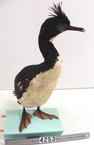 Bounty Shag