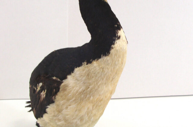 Bounty Shag