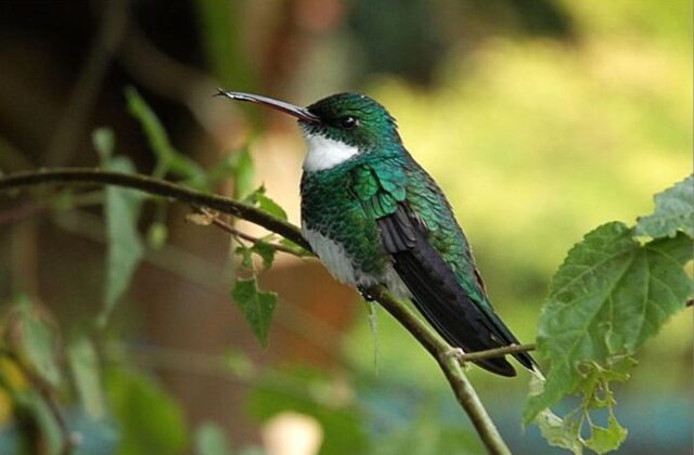 White-throated Hummingbird