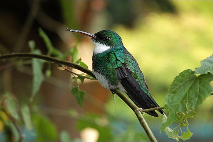 White-throated Hummingbird