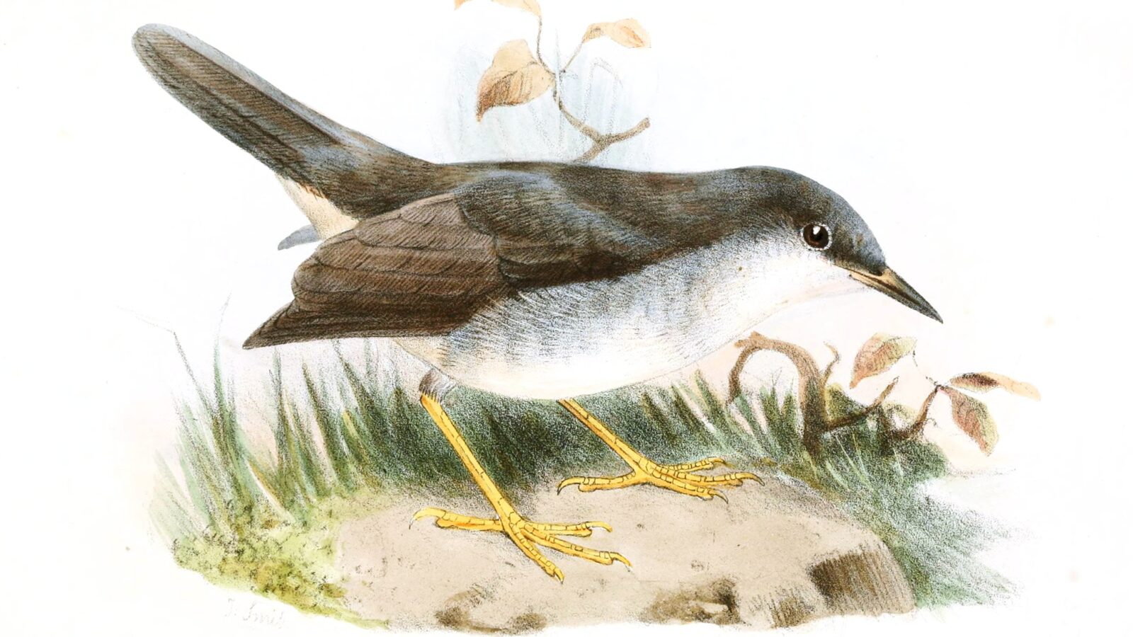 Semper’s Warbler