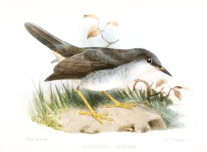 Semper’s Warbler