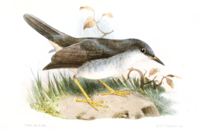 Semper’s Warbler