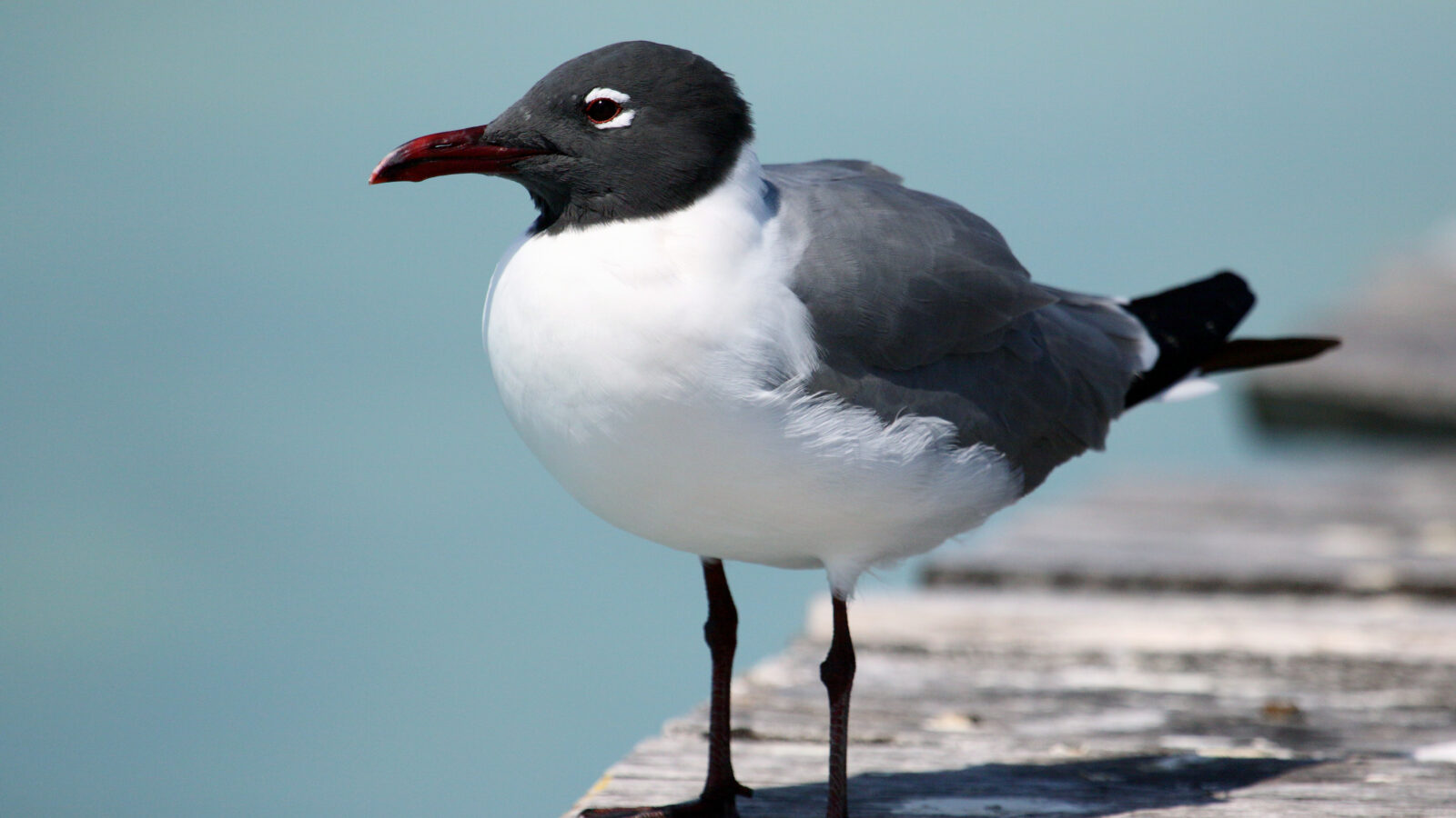 Laughing Gull