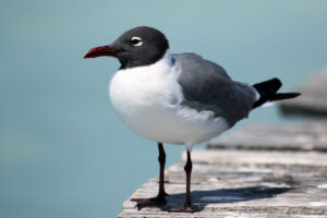 Laughing Gull