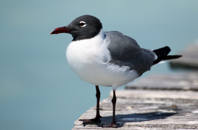 Laughing Gull