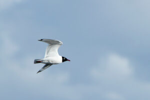 Franklin’s Gull