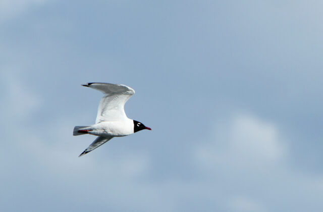 Franklin’s Gull