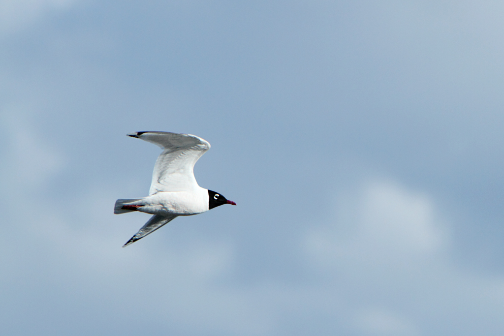 Franklin’s Gull