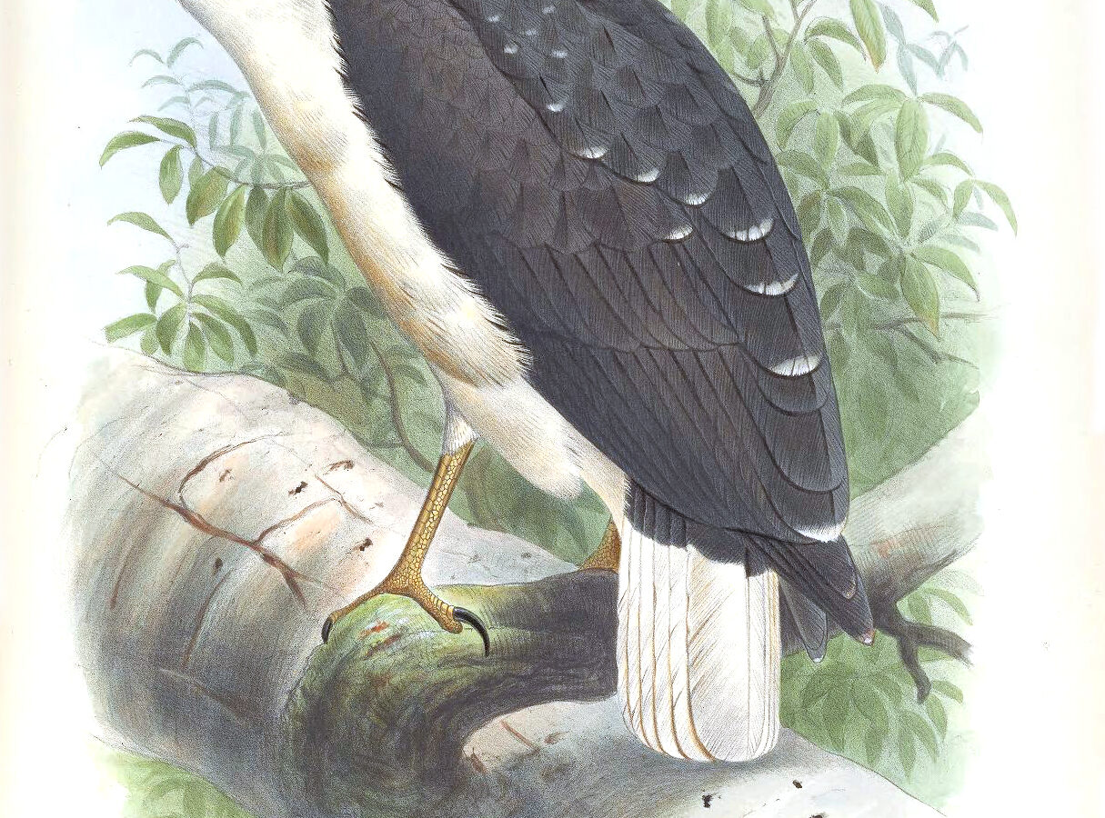Mantled Hawk
