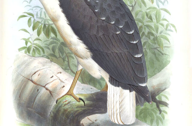 Mantled Hawk